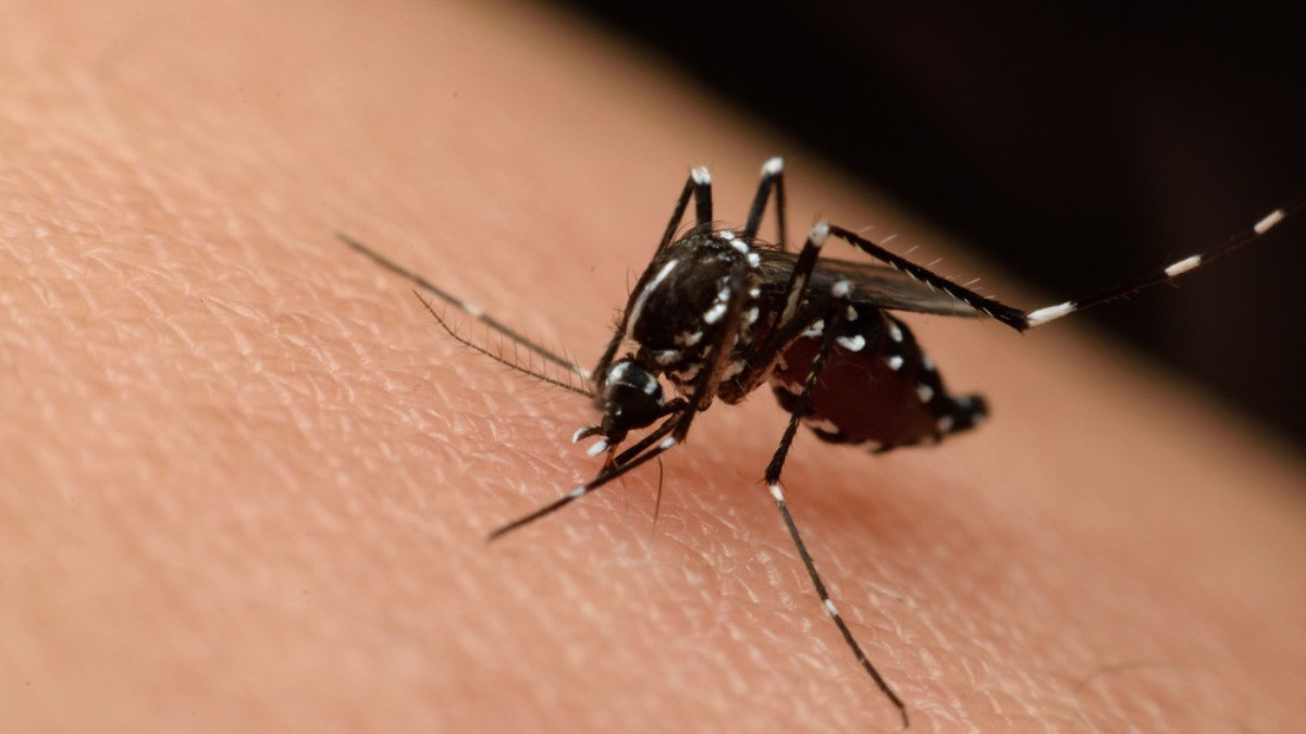 Mengenal Aedes Aegypti, Si Pembawa Virus Zika - KlikDokter
