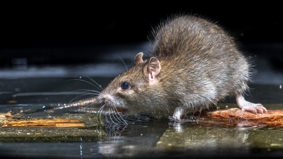 Sebab-sebab Penyakit Kencing Tikus